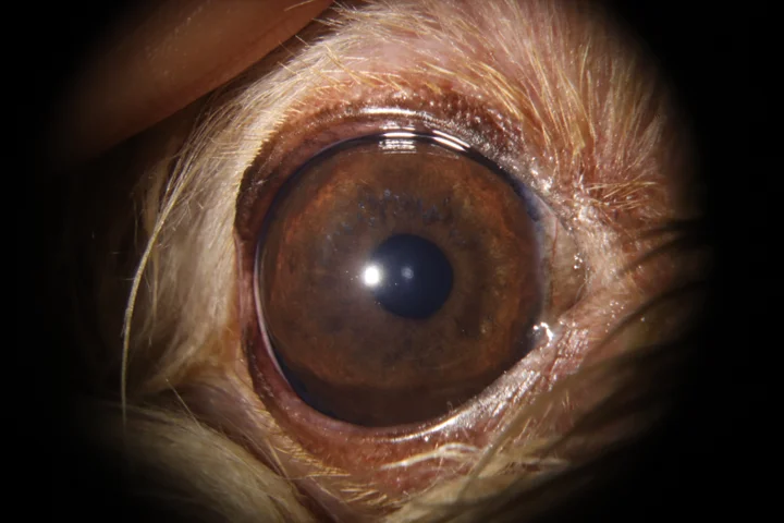 안검염 치료 후